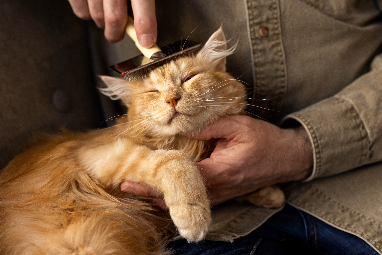 cat grooming doha