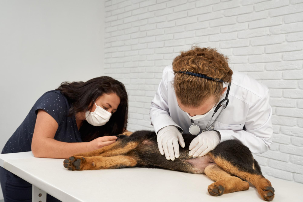 Rashes After Grooming Your Dog