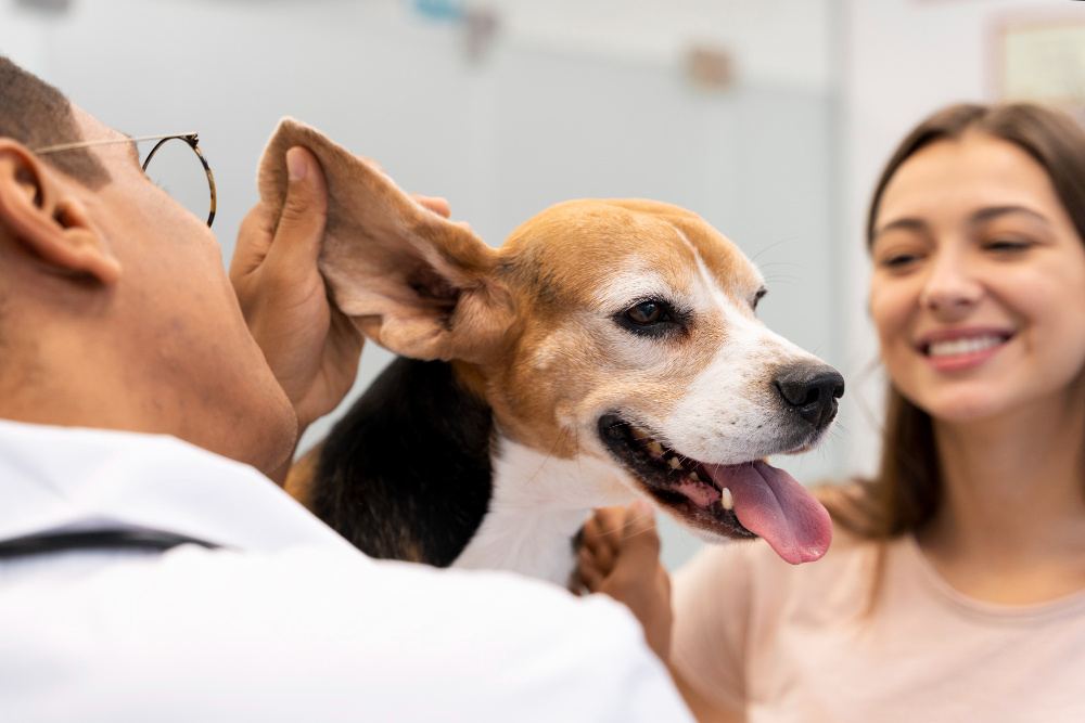 dog regular ear cleaning doha qatar