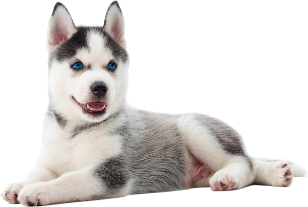 menu-dog
