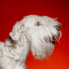 The Top Benefits of Grooming for Long-Haired Dogs-2