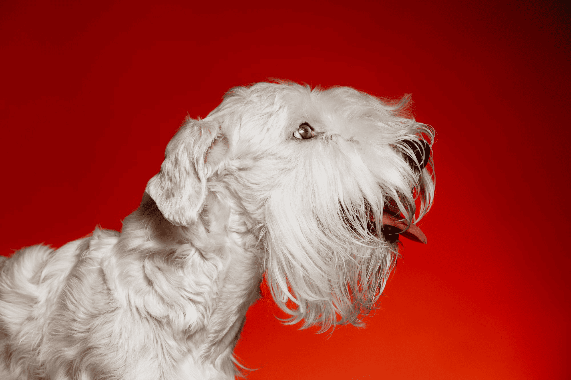The Top Benefits of Grooming for Long-Haired Dogs-2