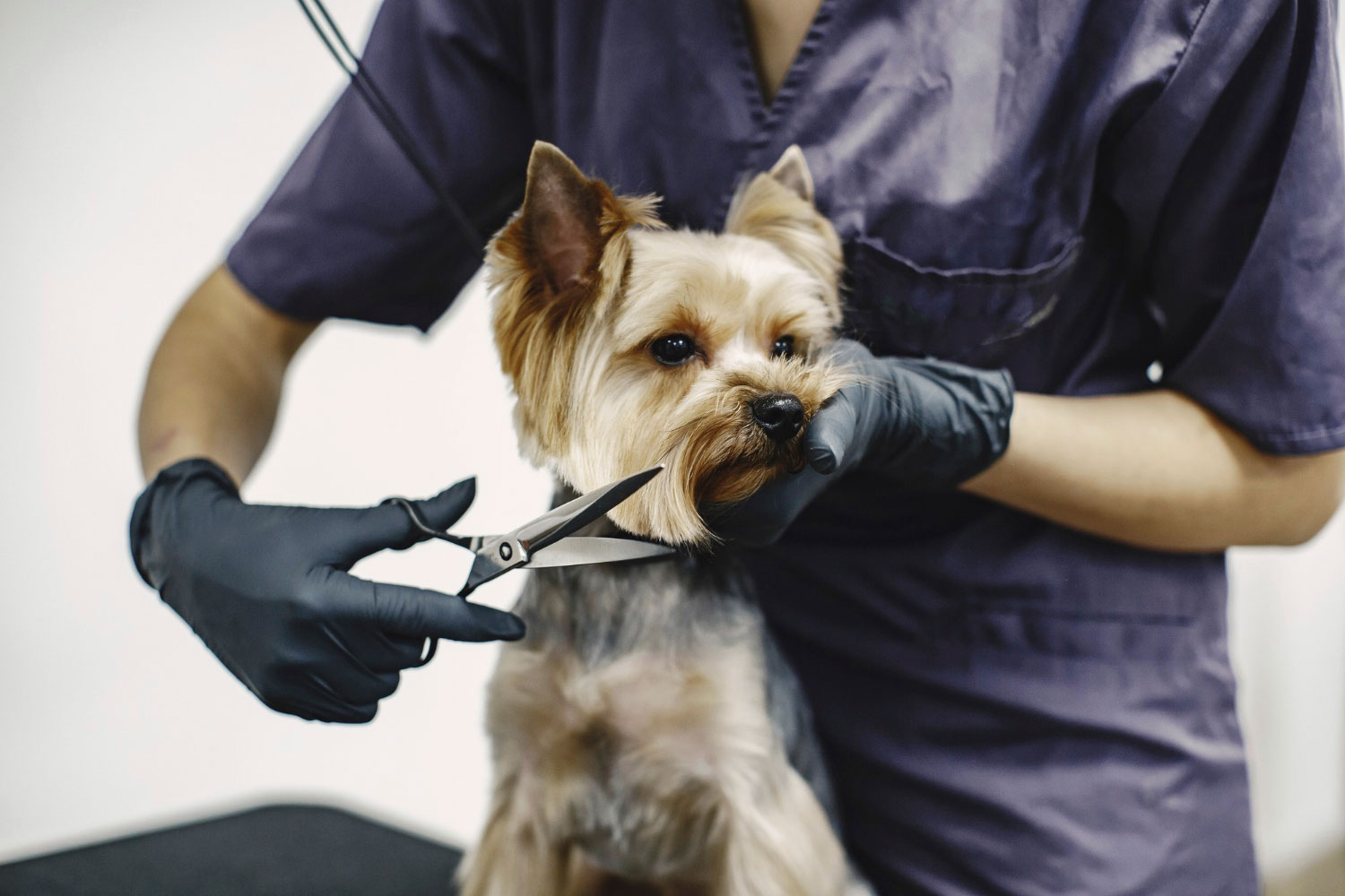 Grooming-for-Dogs