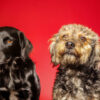 Grooming Tips for Long-Haired vs. Short-Haired Dogs89