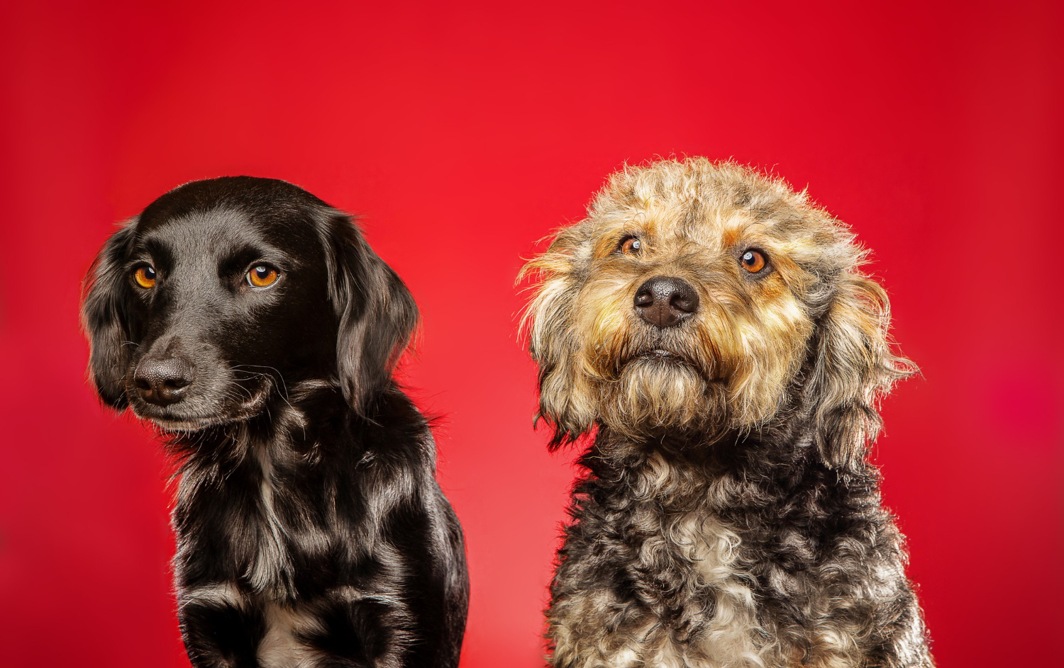 Grooming Tips for Long-Haired vs. Short-Haired Dogs89