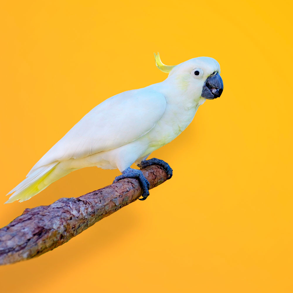Birds