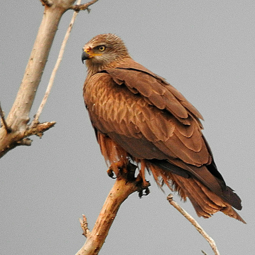 Falconry