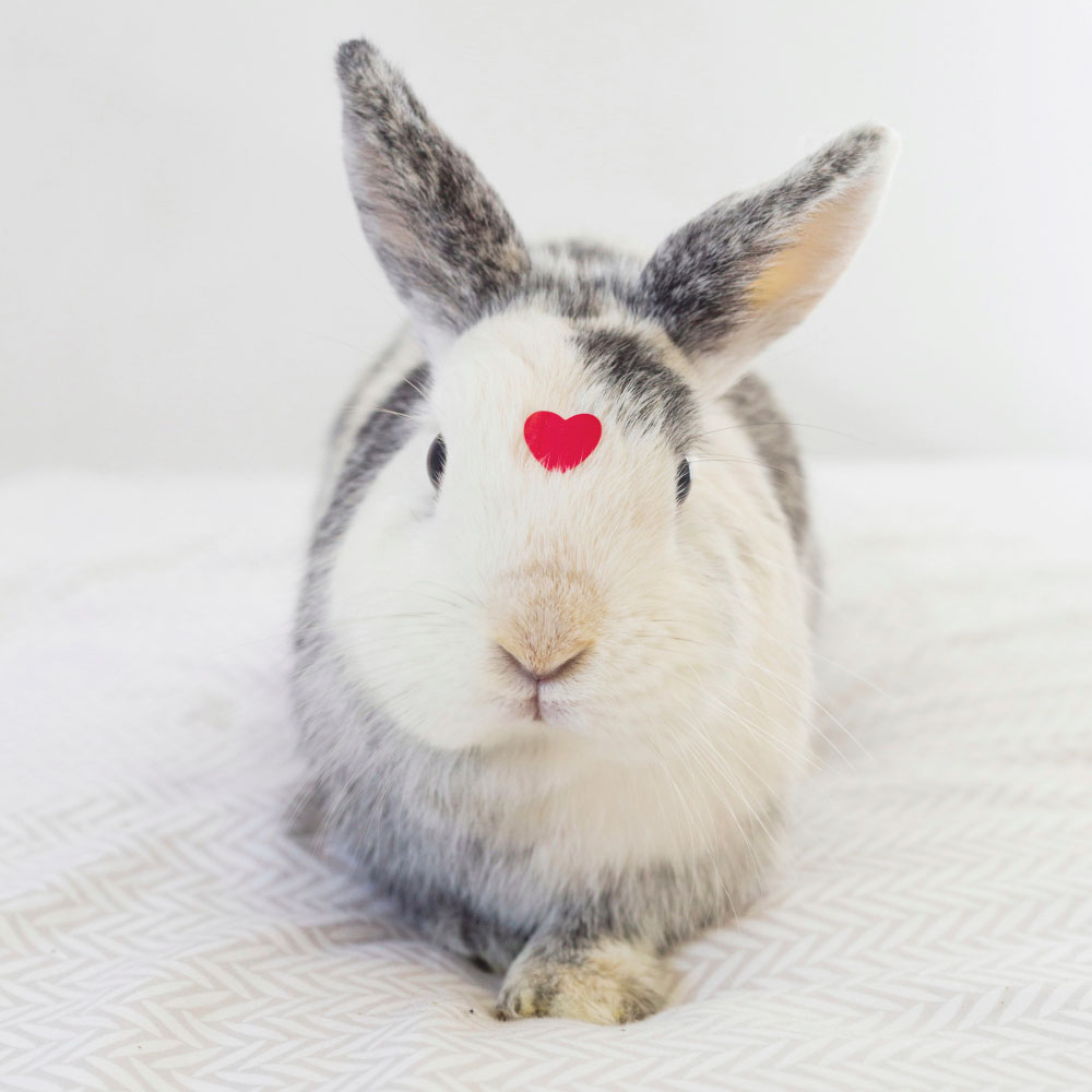 Rabbit