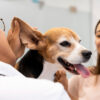 dog-regular-ear-cleaning-doha-qatar