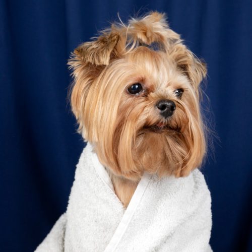 dog grooming doha qatar