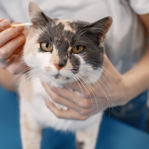 cat grooming doha qatar