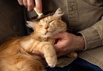 Grooming Tips for Cats Dos and Donts