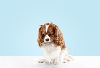 How to Protect Your Pet from Parasites in Qatar’s Climate