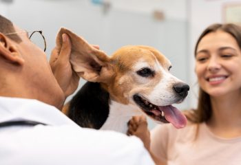 dog-regular-ear-cleaning-doha-qatar